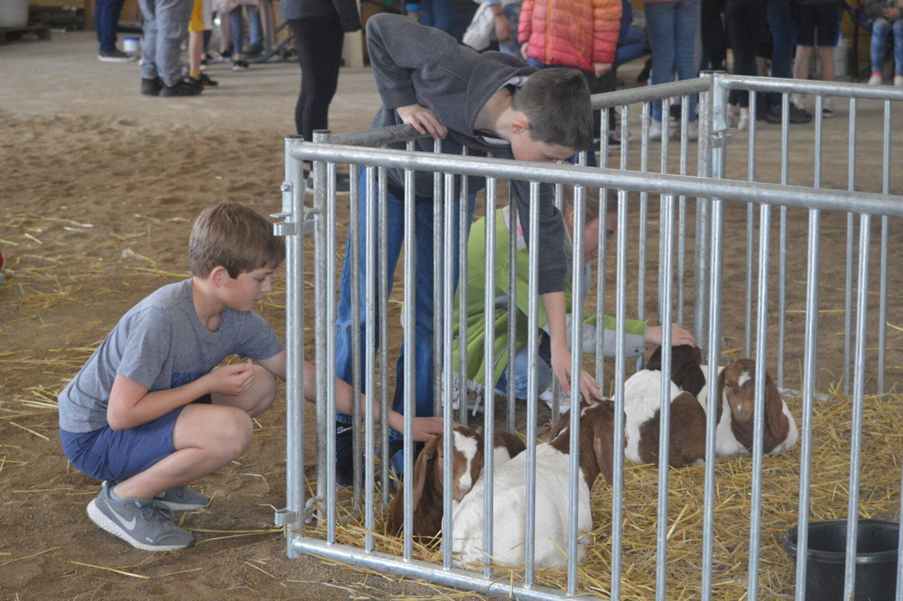 Goats baby animal day